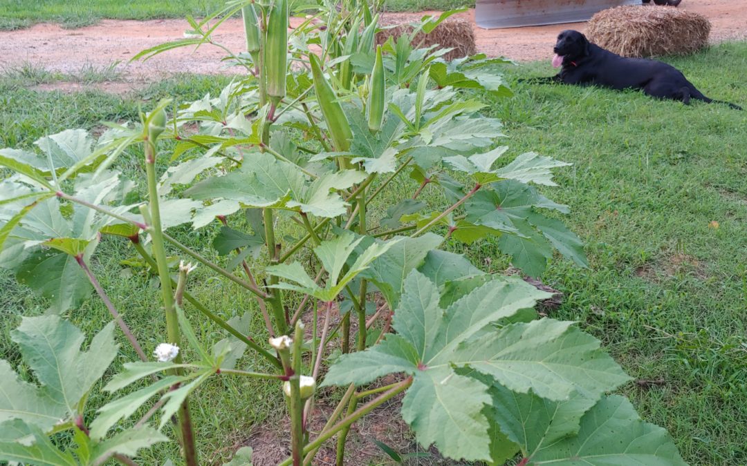 Learning to Like Okra (and Why It Matters)