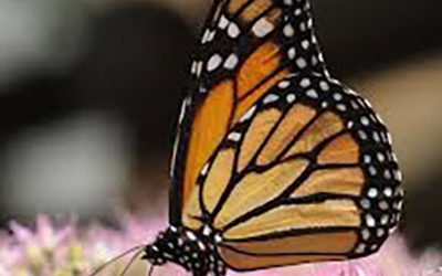 A Waystation for Majestic Monarchs