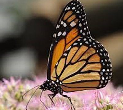 A Waystation for Majestic Monarchs