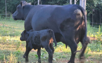 An Angus Calf Arrives, and There’s a Problem!