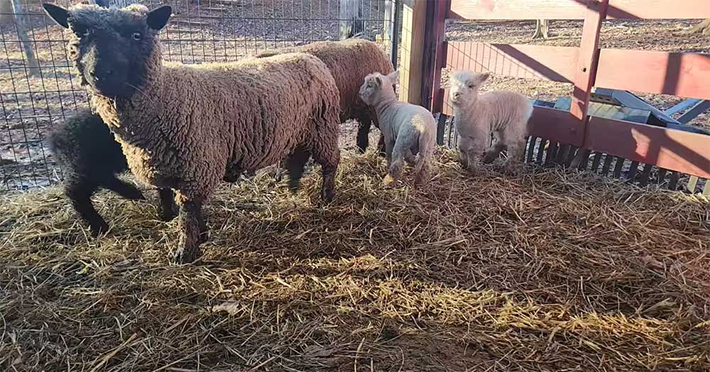 Lambs Morning Milk Shakes