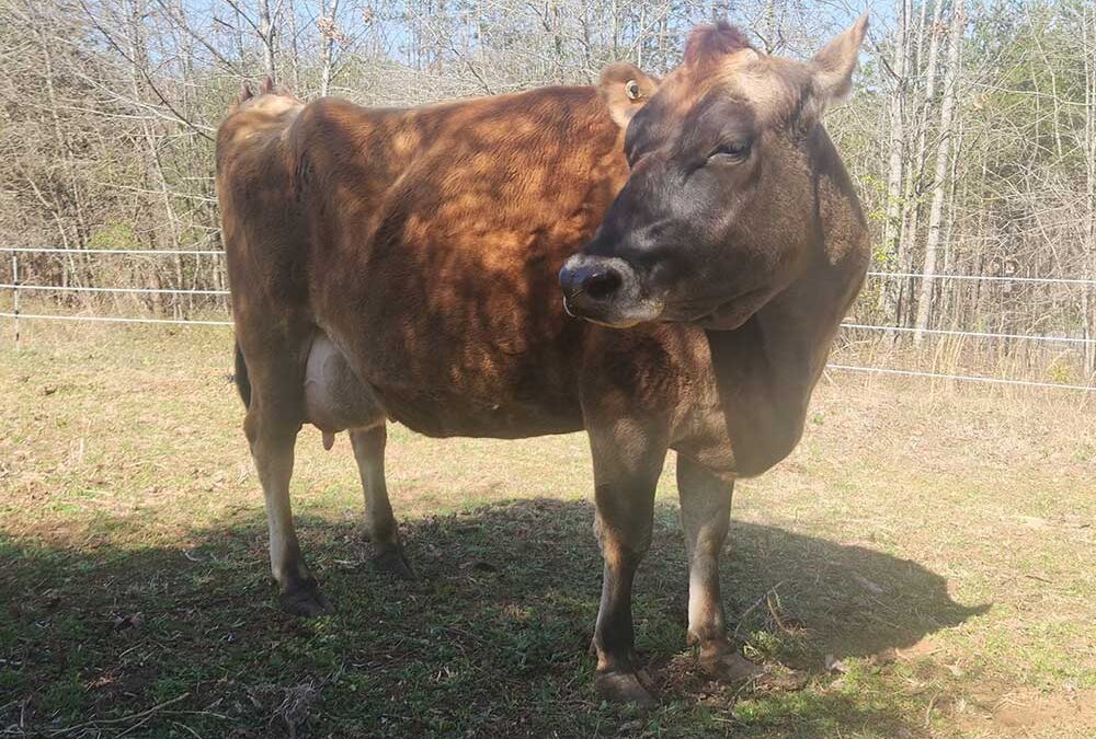 Rosie Birthed a Stillborn Calf