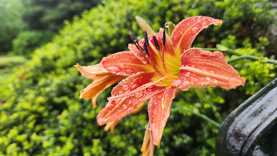 What If You Slept, and Had A Dream….