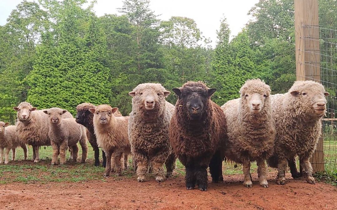We Love Our Sheepish Sheep