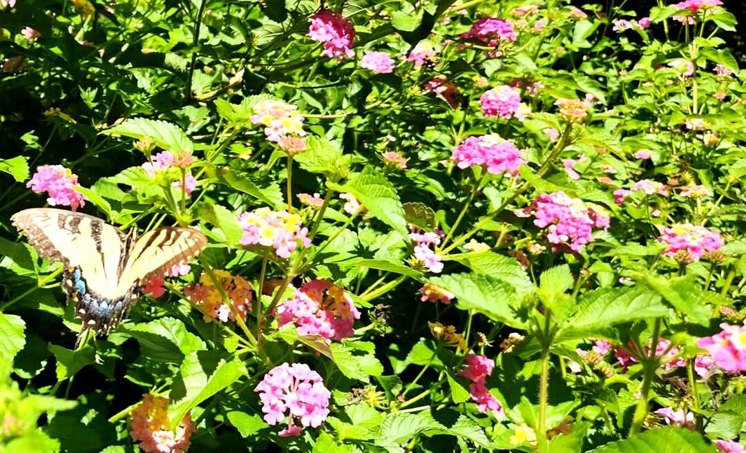 Beauty, Wonder, and Common Miracles