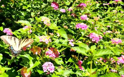 Beauty, Wonder, and Common Miracles