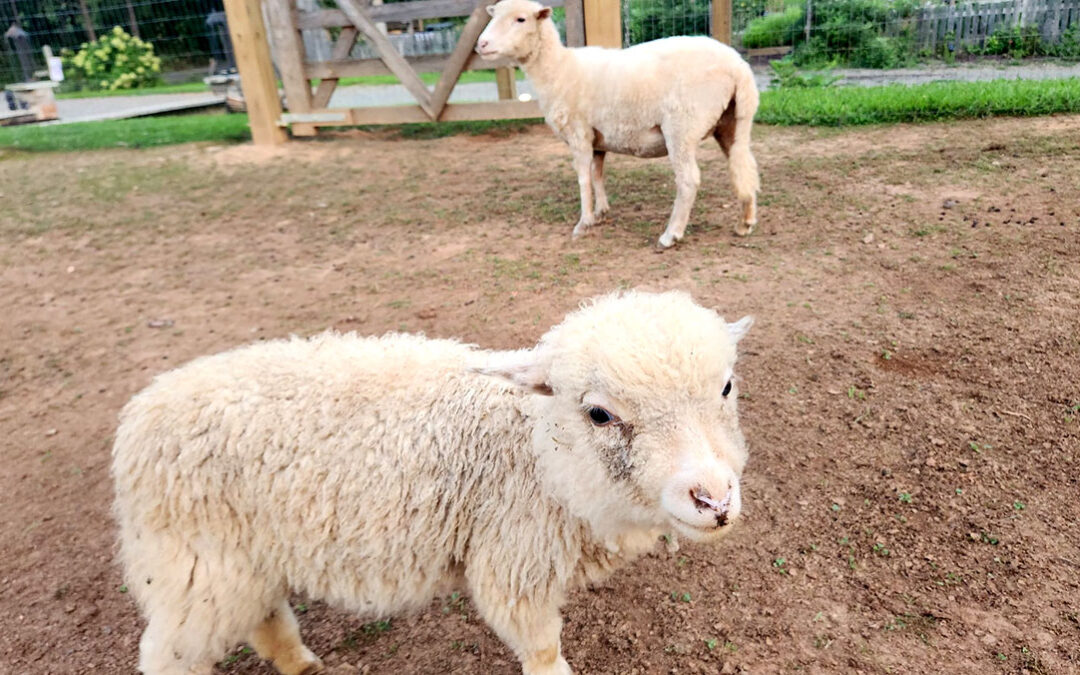 Farm Life is Spectacular, and Hard