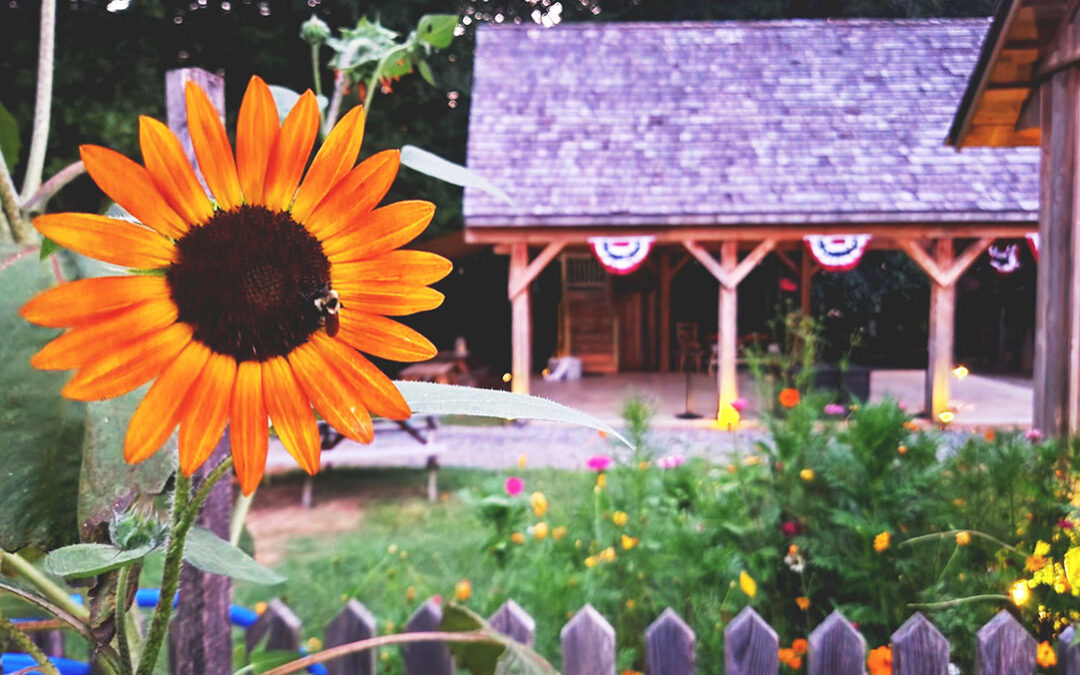 Happy National Sunflower Day