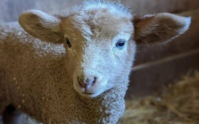 It has been the Season, for Newborns….